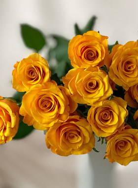 辉煌 黄色切花直立灌木月季花苗 阳台庭院盆栽绿植花卉绿色植物