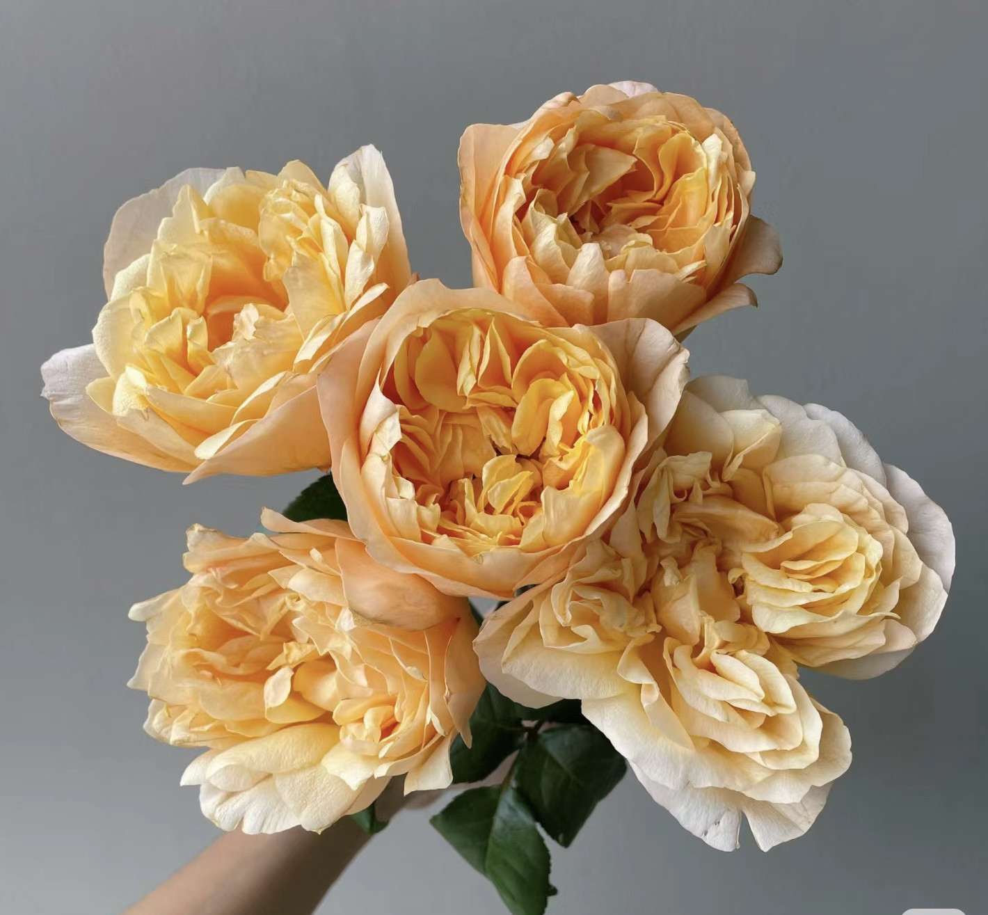 新品 香柠檬 月季花苗灌木大花勤花 阳台庭院盆栽花卉