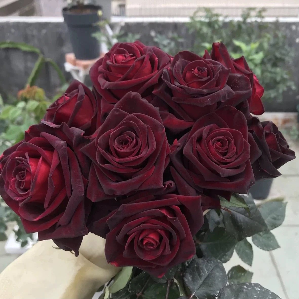 新品 黑巴克 月季花苗 丝绒感大花灌木勤花月季 庭院阳台盆栽花卉