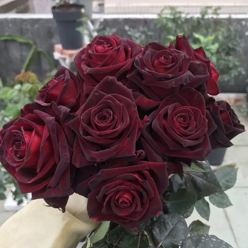 新品 黑巴克 月季花苗 丝绒感大花灌木勤花月季 庭院阳台盆栽花卉