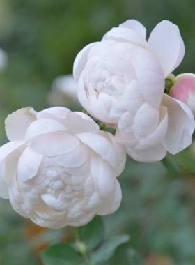 新品 日本小兔子 灌木微型月季花苗花卉浓香阳台庭院微型玫瑰