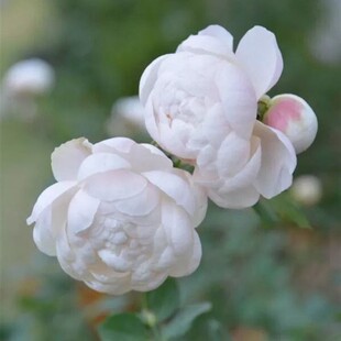 新品 日本小兔子 灌木微型月季花苗花卉浓香阳台庭院微型玫瑰