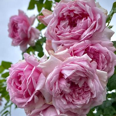 庞巴度 月季花苗玫瑰 大花勤花强香戴尔巴德灌木月季庭院阳台盆栽