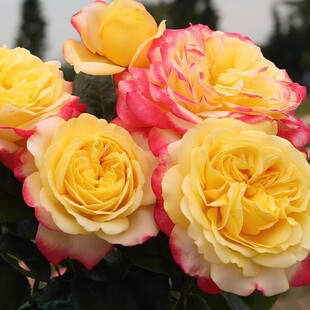 科德斯庆典 月季花苗 灌木大花切花月季勤花中香盆栽庭院阳台花卉