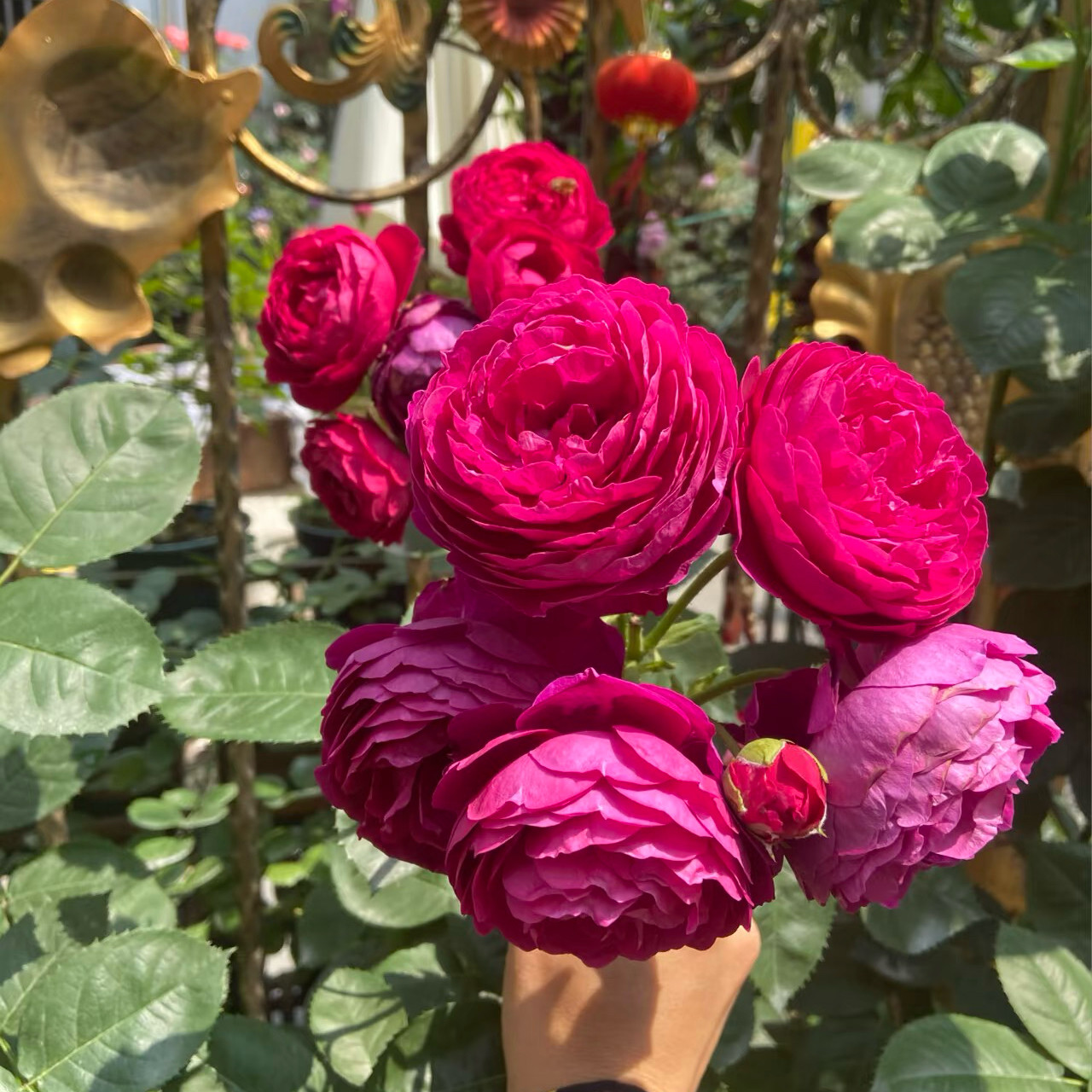 新品 阿斯科特/雅士谷 月季花苗 浓香大花灌木月季 庭院阳台盆栽