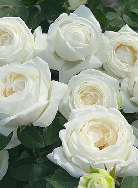 婚礼之路伊芙系列纯白色多季开大花浓香月季花苗玫瑰盆栽阳台观花