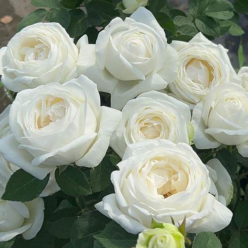 婚礼之路伊芙系列纯白色多季开大花浓香月季花苗玫瑰盆栽阳台观花