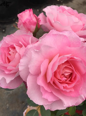 海神王 月季花苗 大花灌木微月勤花浓香月季 庭院阳台花卉盆栽