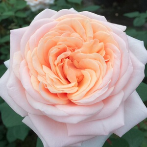 新品 勇气 月季花苗科德斯重瓣大花灌木直立勤花玫瑰庭院阳台盆栽