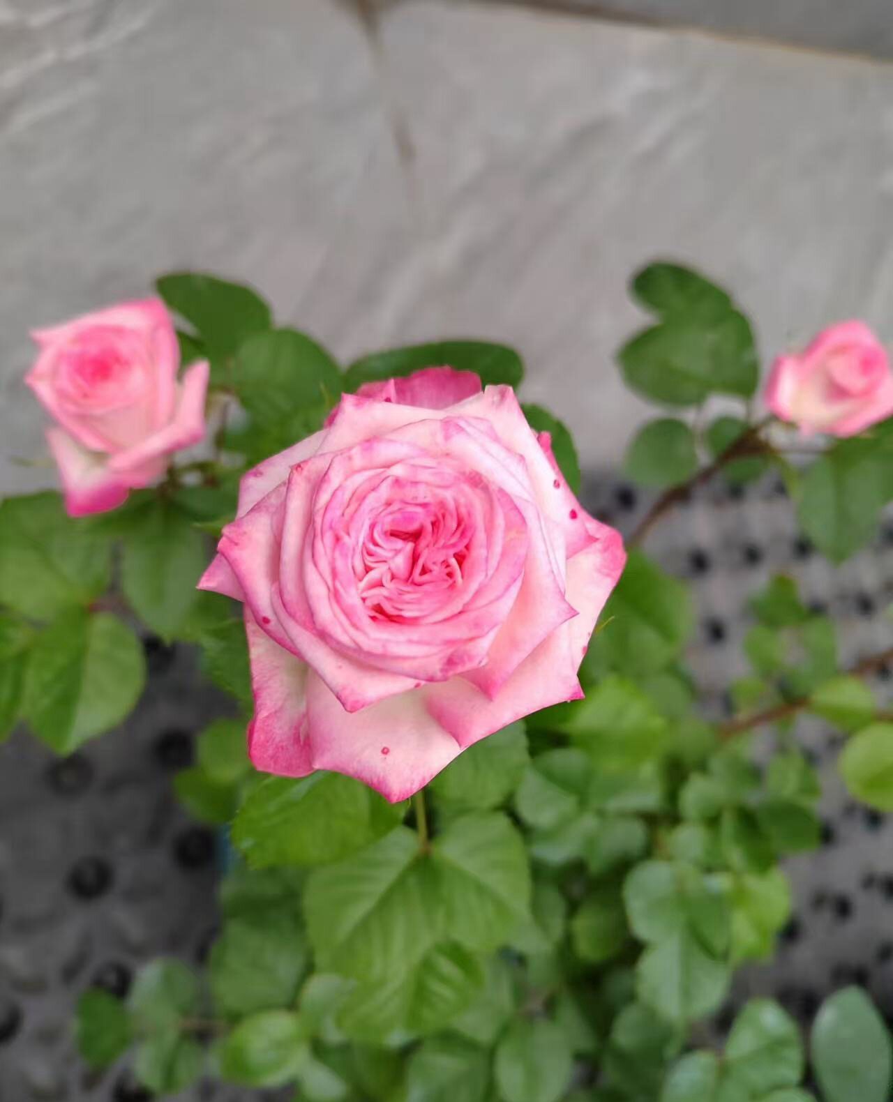 新品 幽暗卡 月季花苗 重瓣多头勤花灌木直立 切花玫瑰庭院阳台