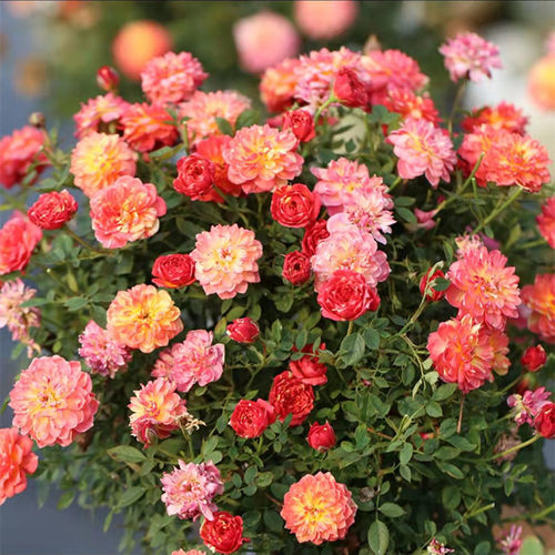 捉迷藏 躲躲藏藏 月季花苗微月盆栽绿植阳台金色红条纹多头勤花