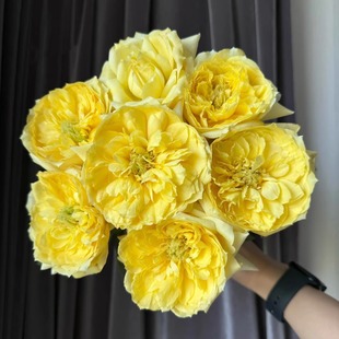 新品 图卢兹 月季花苗 灌木庭院阳台盆栽黄色切花玫瑰直立植物