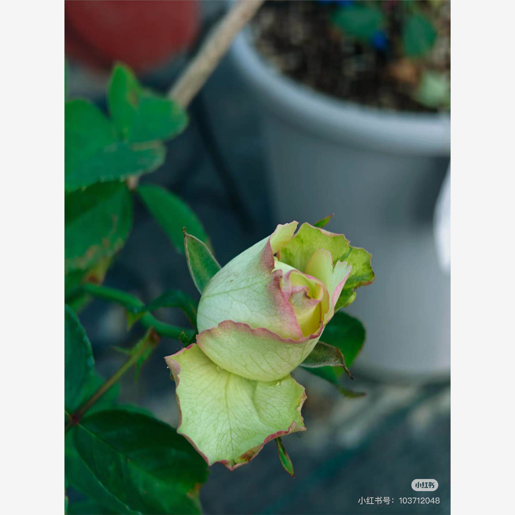 新品 疯狂钻石 月季花苗 大花灌木直立勤花切花玫瑰 庭院阳台盆栽