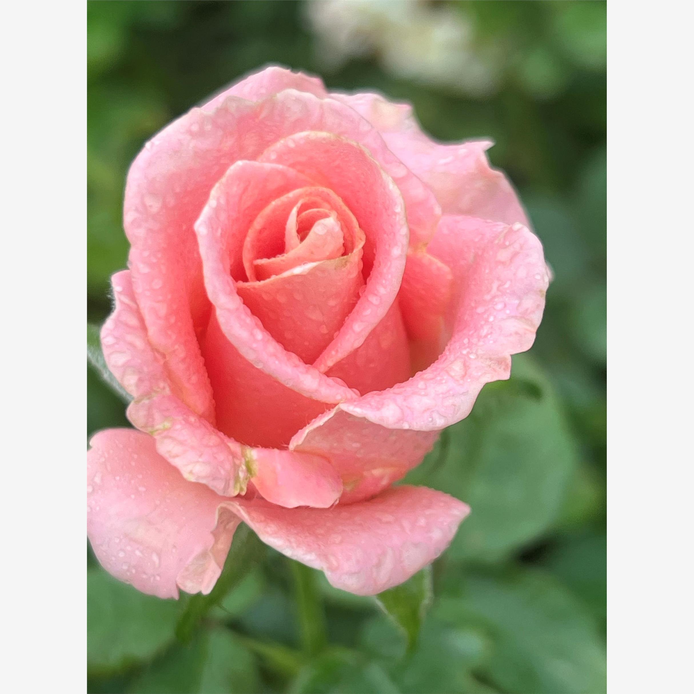 新品 折纸 月季花苗 大花灌木重瓣直立切花月季 庭院阳台盆栽