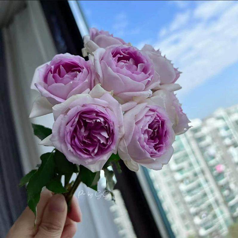 新品 倾城 月季花苗天方夜谭的芽变大花浓香无刺灌木庭院阳台盆栽,鲜花速递/花卉仿真/绿植园艺,月季/蔷薇/玫瑰,淘宝优惠券,粉丝福利购,淘宝优惠卷