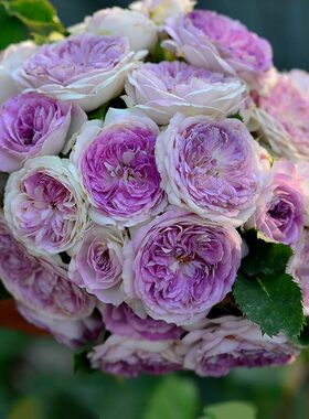 日月 蓝月石 月季花苗 河本灌木多头勤花月季 庭院阳台盆栽花卉