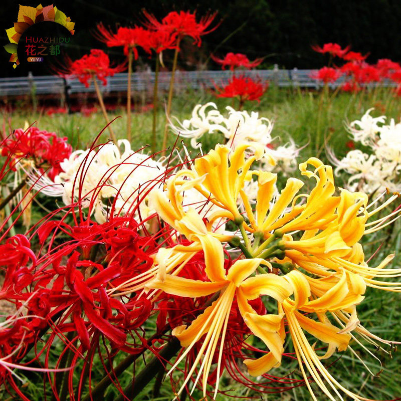 彼岸花种球曼珠沙华石蒜室内外庭院抗寒多年生开花不断绿植物