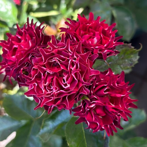新品 乐趣海葵 月季花苗 多头灌木直立勤花切花月季 庭院阳台盆栽