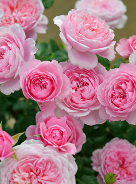 微月 铃之妖精 月季花苗 欧月多头勤花灌木微型月季 庭院阳台盆栽