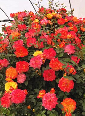 藤彩虹 大型藤本月季扦插花苗庭院爬藤植物多季蔷薇开花