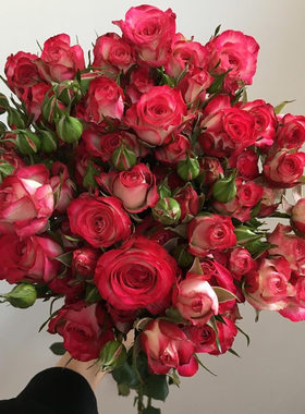 多头狮子座 月季花苗 复色多头切花灌木勤花月季阳台庭院盆栽花卉