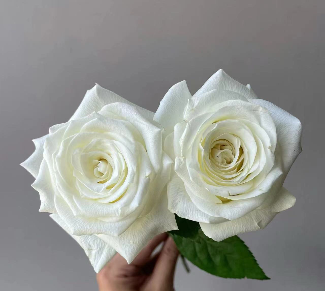 新品【白如玉】月季切花大花月季花苗庭院阳台盆栽勤花