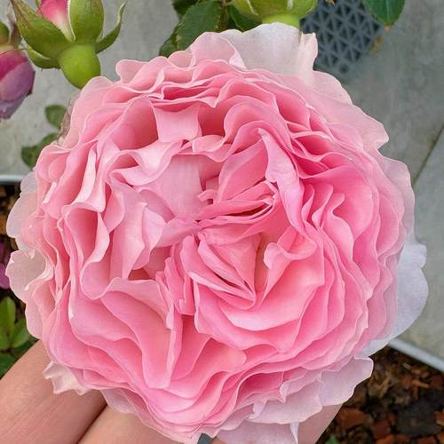 新品 芸舒 月季花苗 灌木 勤花多头切花月季波浪花边庭院阳台盆栽