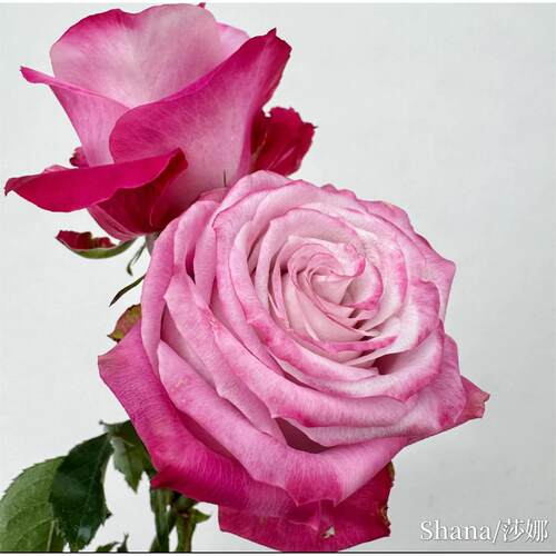 新品 莎娜 月季花苗 大花灌木重瓣直立切花月季 庭院阳台盆栽