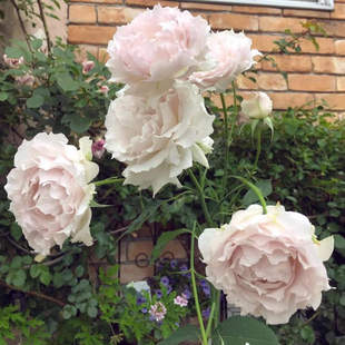 新品 莎菲天使/青云 月季花苗 日月河本纯子 灌木浓香勤花大花