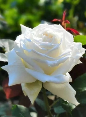 保罗二世 切花月季扦插浓香灌木阳台庭院植物白色玫瑰多季开花