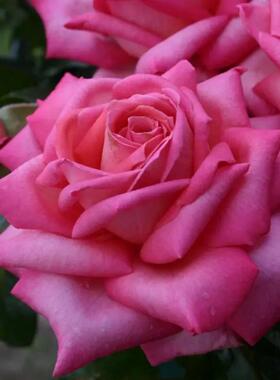 婚礼的钟声Wedding Bells 月季花苗大花灌木勤花直立月季庭院阳台