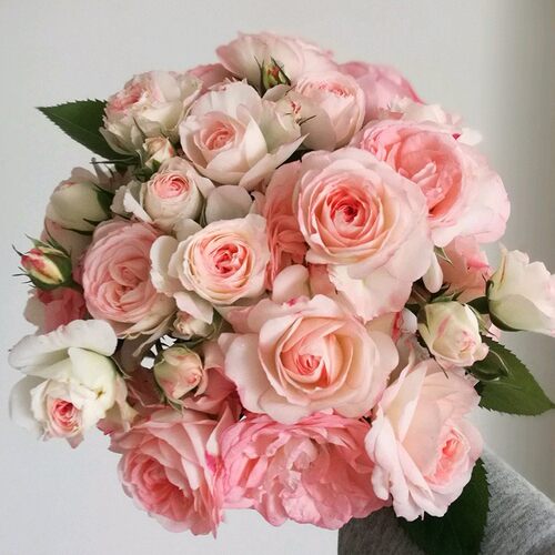 微月 可爱多 月季花苗 微型灌木多头勤花月季阳台庭院盆栽花卉