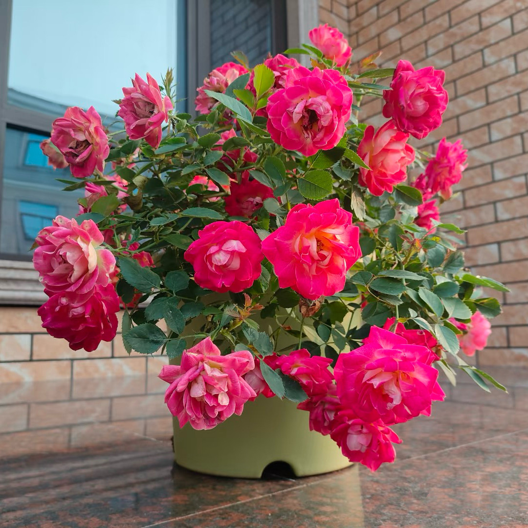 新品 西子婉约 月季花苗 丰花多头灌木勤花月季 庭院阳台盆栽
