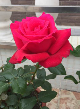 【亚克力红】月季花苗红色月季阳台绿植盆栽庭院勤花