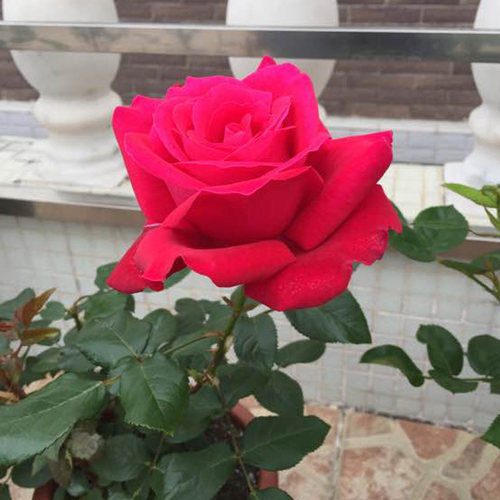 【亚克力红】月季花苗红色月季阳台绿植盆栽庭院勤花