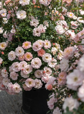 新品【小蝴蝶】藤本月季花苗爬藤多头勤花丰花阳台庭院楼顶花卉