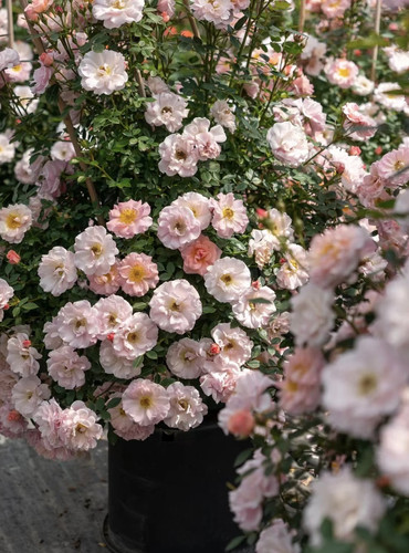 新品【小蝴蝶】藤本月季花苗爬藤多头勤花丰花阳台庭院楼顶花卉