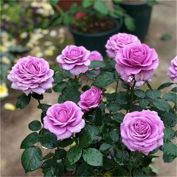 水星王阳台 月季花苗 微型多头勤花灌木重瓣月季阳台庭院盆栽