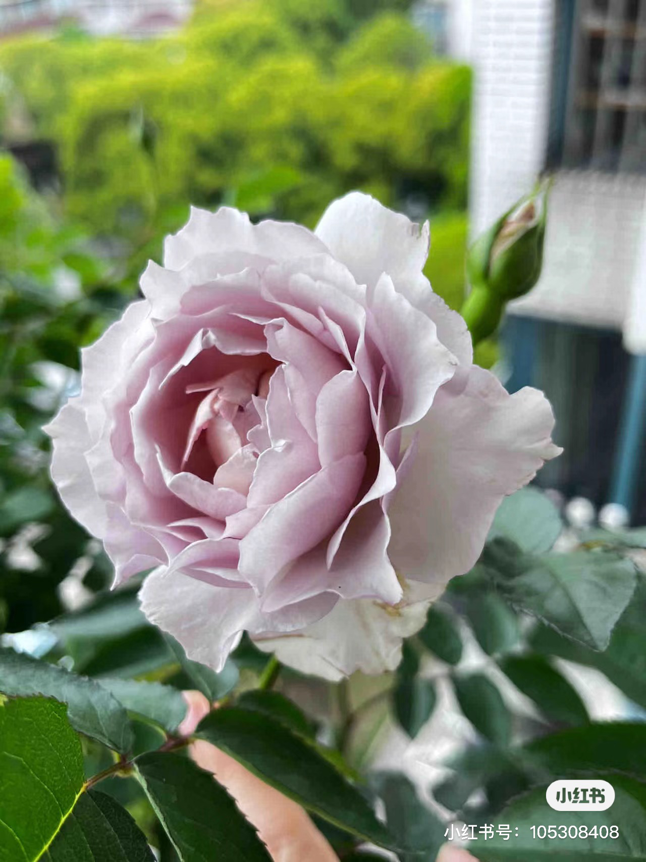 新品浮月月季花苗勤花丰花灌木耐寒耐热庭院阳台室外阳台