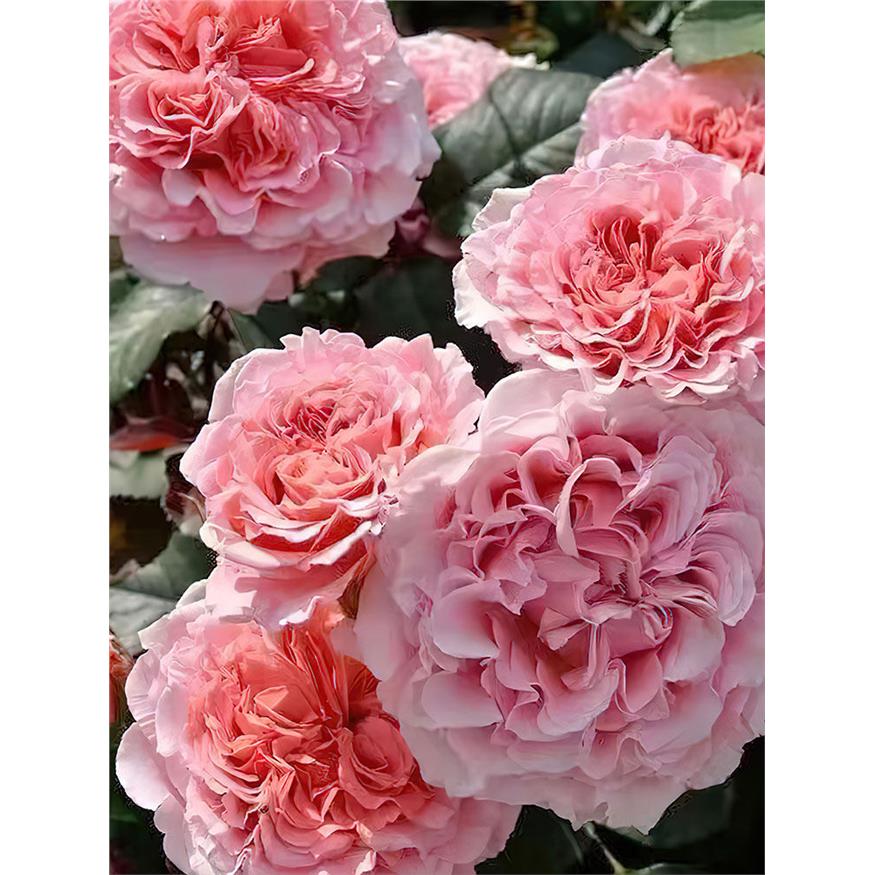 新品 劳伦卡布罗尔/劳朗卡布罗尔 月季花苗 灌木大花庭院阳台盆栽