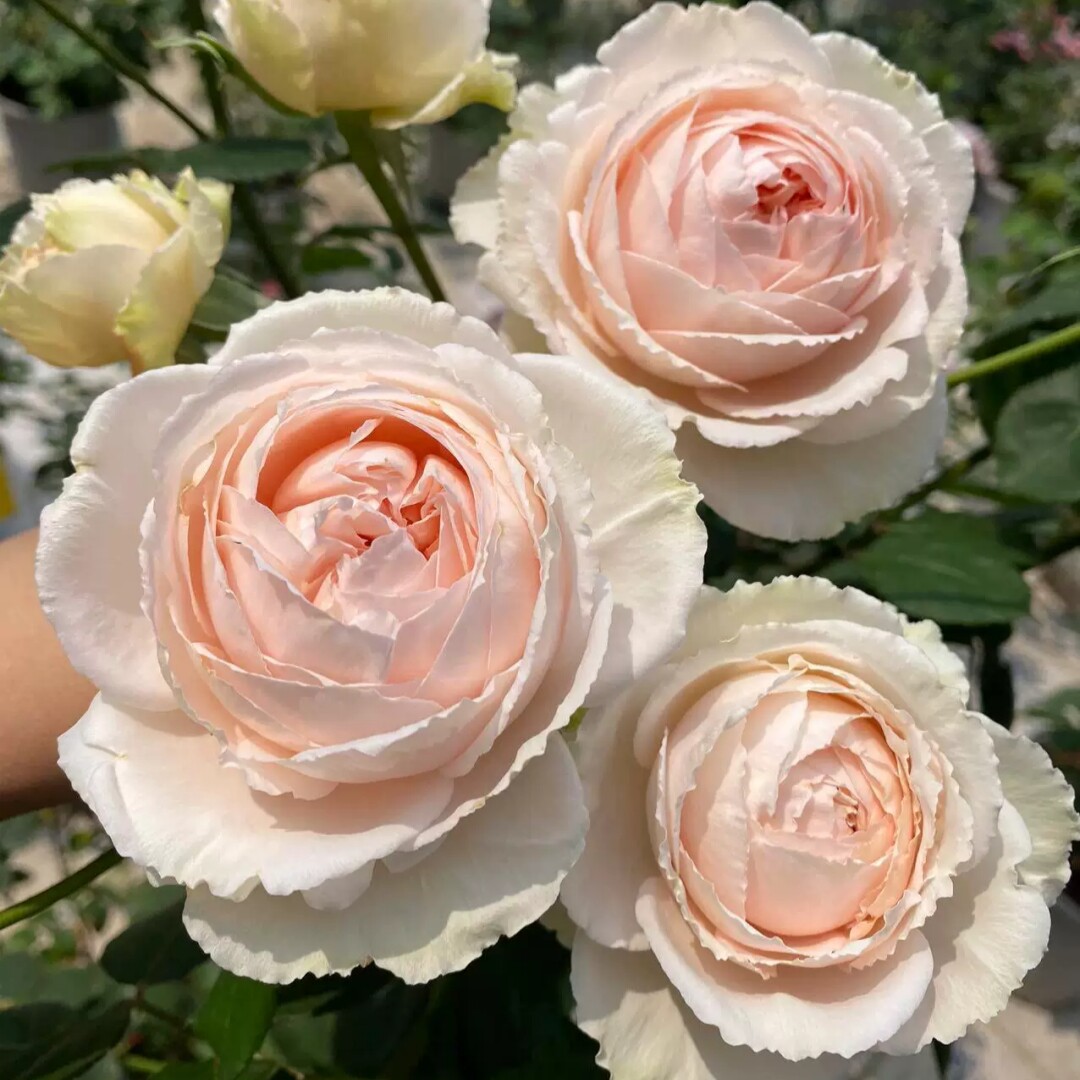 新品 妍姿 月季花苗 大花灌木包子型颜色花型多变 阳台庭院盆栽