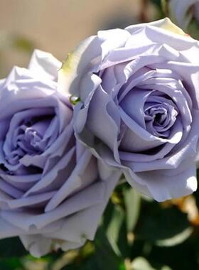 新品 蓝色礼服 月季花苗欧月灌木浓香切花蓝紫色阳台庭院盆栽