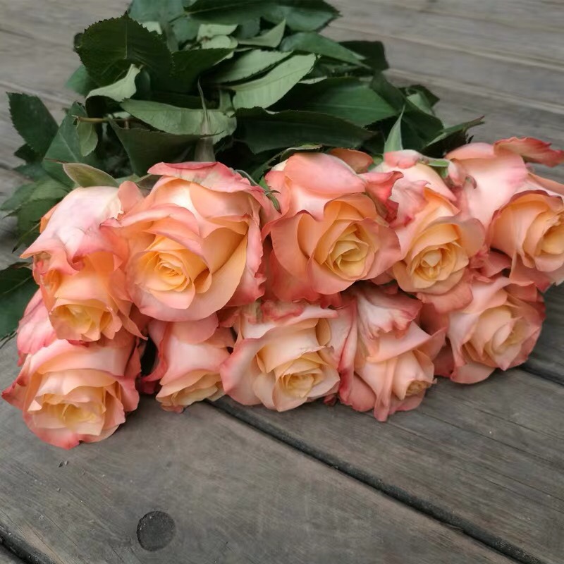 新品 油画蒙娜丽莎 月季花苗肯尼亚切花灌木勤花玫瑰直立花卉盆栽
