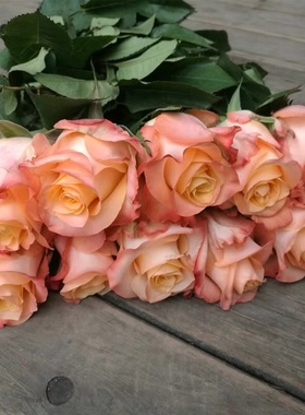 新品 油画蒙娜丽莎 月季花苗肯尼亚切花灌木勤花玫瑰直立花卉盆栽