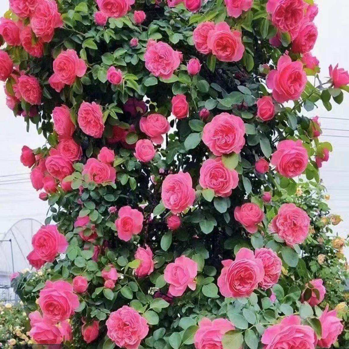 藤本 嬉皮士星星 月季花苗 爬藤多头勤花浓香灌木庭院,鲜花速递/花卉仿真/绿植园艺,月季/蔷薇/玫瑰,淘宝优惠券,粉丝福利购,淘宝优惠卷