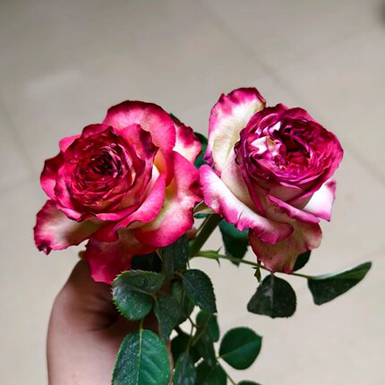 新品【空竹】月季花苗切花大花 直立庭院阳台盆栽勤花