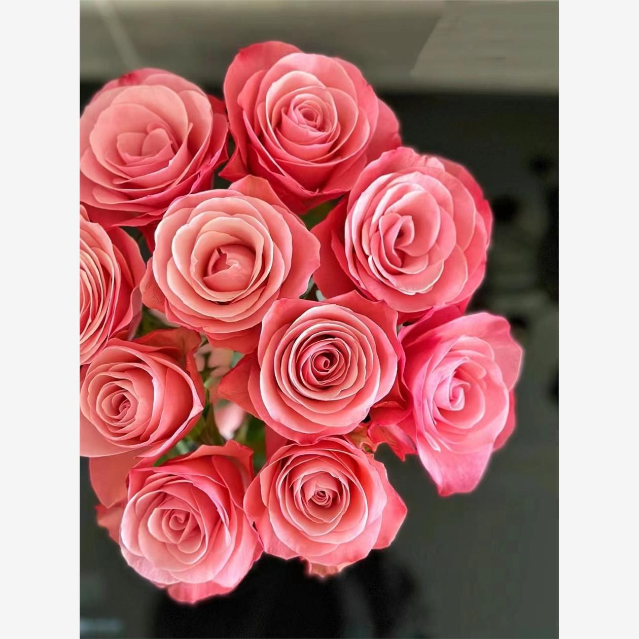 新品  和弦 月季花苗大花灌木直立勤花切花玫瑰阳台庭院盆栽