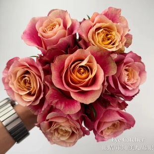 眼睛 美人 月季 花苗 花 新品 肯尼亚庭院阳台盆栽切花月季 审判