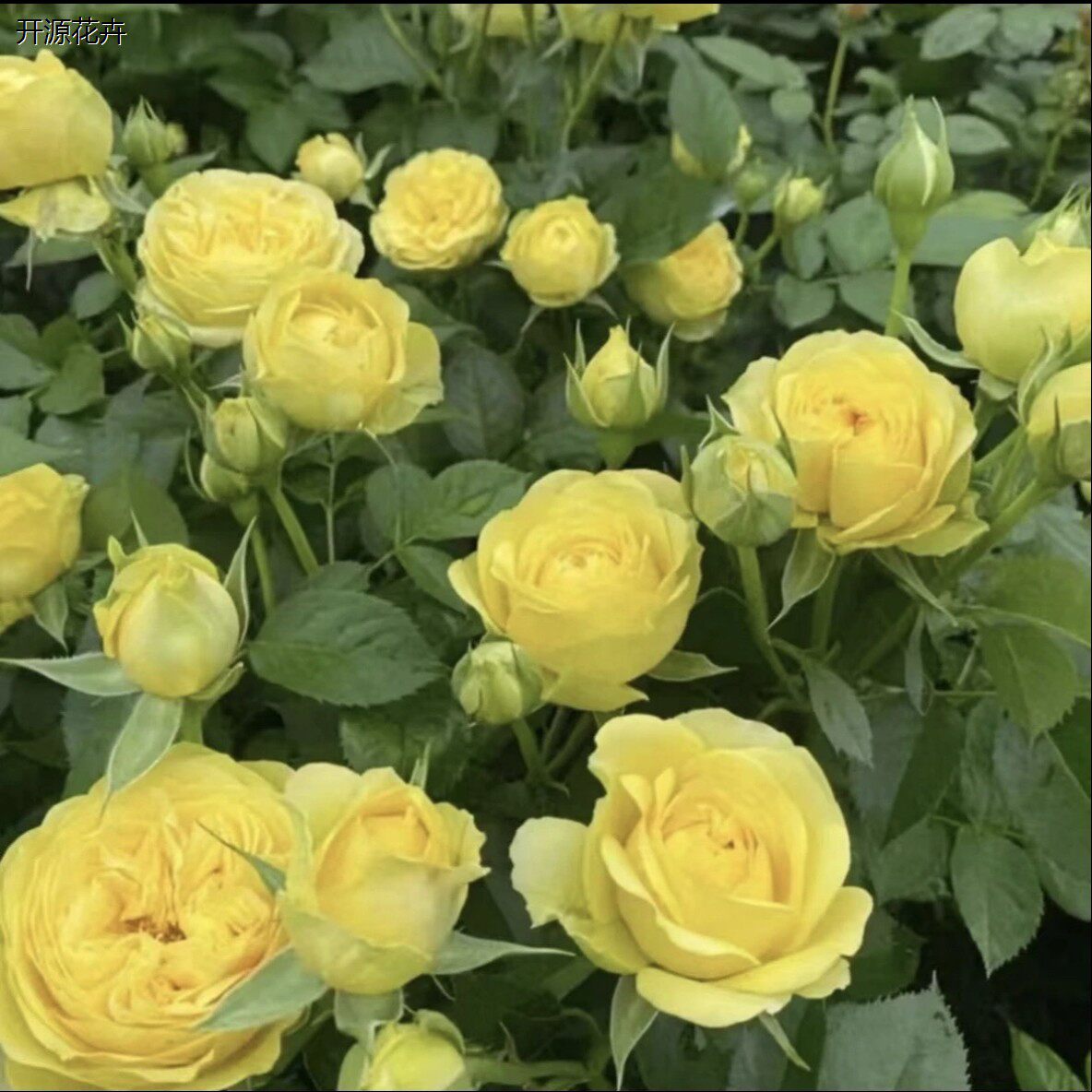 新品 绿芙美人 月季花苗 重瓣灌木多头勤花切花月季 庭院阳台盆栽