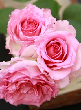 藤本 罗依 月季花苗 大花浓香勤花多头月季爬藤攀援庭院盆栽花卉